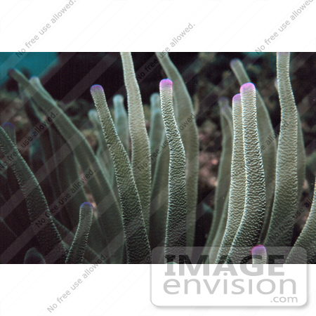 #17277 Picture of Tentacles of a Pink Tipped Anemone (Condylactis gigantean) by JVPD