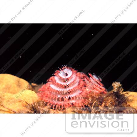 #17278 Picture of a Pink and White Christmas Tree Worm (Spirobranchus giganteus) by JVPD