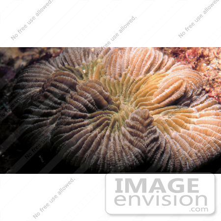 #17289 Picture Of Coral Underwater In The Caribbean Sea by JVPD