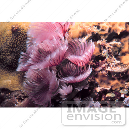 #17297 Picture Of Pink Or Purple Feather Duster Worms (Sabellidae) by JVPD