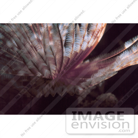 #17305 Picture Of A Feather Duster Worm (Sabellidae) In The Caribbean Sea by JVPD