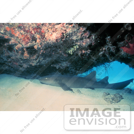 #17306 Picture of a Nurse Shark (Ginglymostoma cirratum) by JVPD
