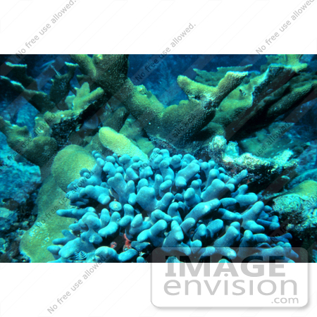 #17313 Picture of Elkhorn Coral (Acropora palmata) and Clubtip Finger Coral by JVPD