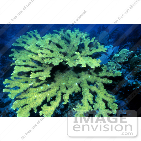 #17315 Picture of Green Elkhorn Coral (Acropora palmata) by JVPD