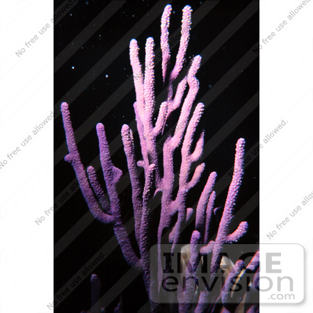 #17317 Picture of a Purple Knobby Sea Rod by JVPD