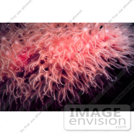 #17319 Picture of Extended Polyps on Pink Soft Coral by JVPD