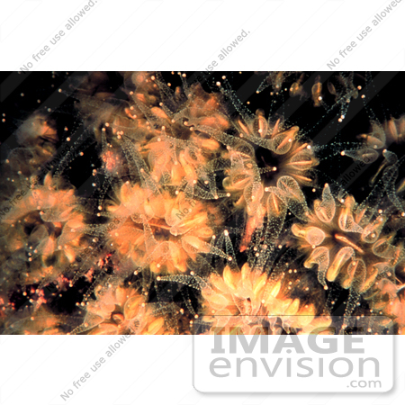 #17322 Picture of Peach Colored Flower Corals (Eusmilia Fastigiata) by JVPD