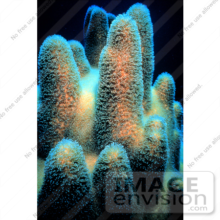 #17323 Picture of Pillar Corals (Dendrogyra cylindricus) by JVPD