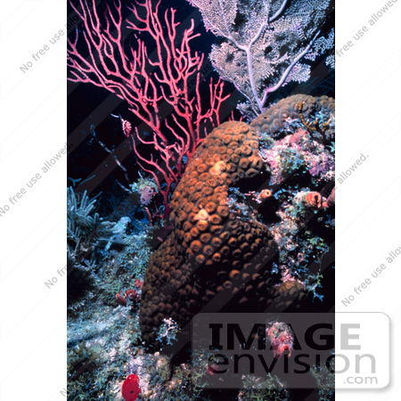 #17325 Picture of a Reef Scene With Colorful Sea Rods by JVPD