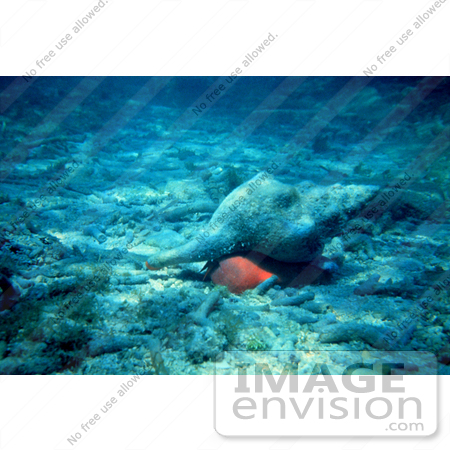 #17327 Picture of a Horse Conch (Pleuroploca Gigantea) in Sand and Coral Rubble by JVPD