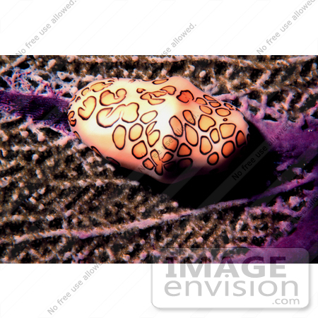 #17336 Picture of a Flamingo Tongue Snail (Cyphoma gibbosum) on a Sea Fan by JVPD