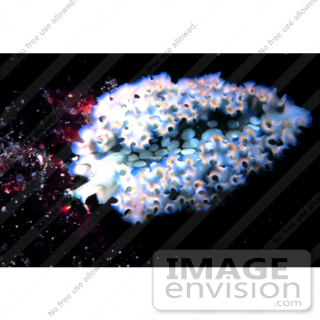 #17339 Picture of a Lettuce Sea Slug (Elysia crispata) by JVPD