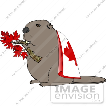 #17459 Beaver With Maple Leaves on a Branch and Wearing a Canadian Flag Clipart by DJArt