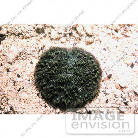#17571 Picture of a Stony Disk/Mushroom Coral (Fungia scutaria) by JVPD