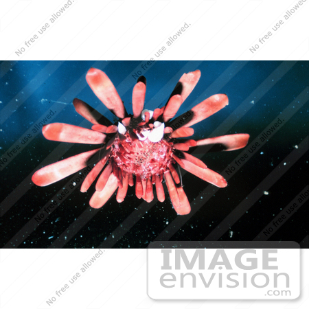 #17572 Picture of a slate pencil sea urchin by JVPD