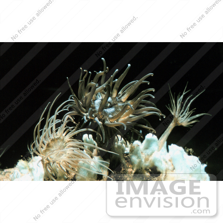 #17581 Picture of Sea Anemones (Aiptasia sp) by JVPD