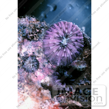 #17582 Picture of Stony Disk or Mushroom Coral (Fungia scutaria) by JVPD
