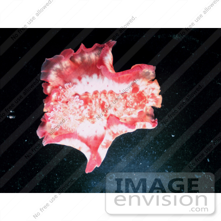 #17586 Picture of a Spanish Dancer (Hexabranchus sanguineus) by JVPD