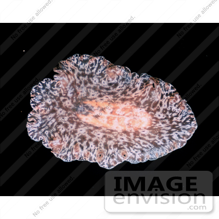 #17587 Picture of a Sea Slug Nudibranch by JVPD