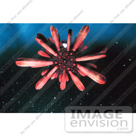 #17593 Picture of a Slate Pencil Sea Urchin (Heterocentrotus mammilatus) by JVPD