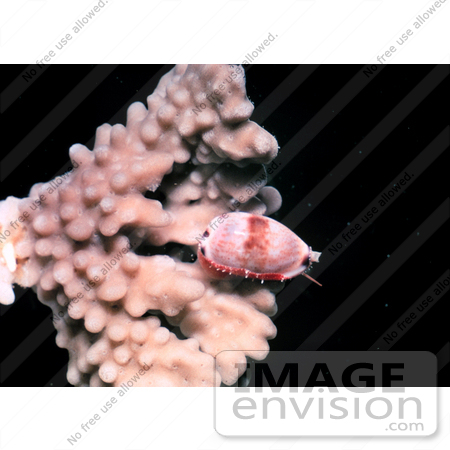 #17596 Picture of a Cowrie (Cypraea sp) on Coral by JVPD
