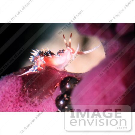 #17598 Picture of a Caloria Indica Nudibranch Sea Slug on Sponge by JVPD