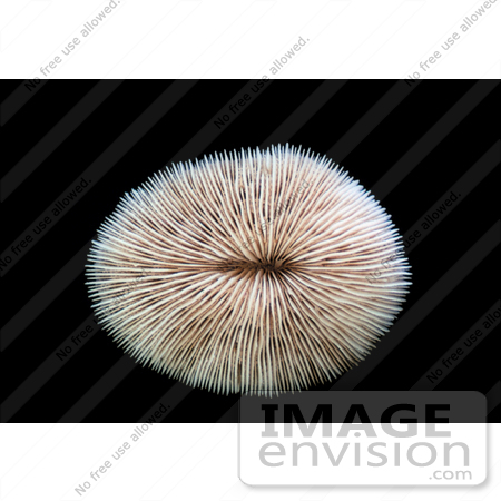 #17602 Picture of a Skeleton of the Stony Disk or Mushroom Coral (Fungia scutaria) by JVPD