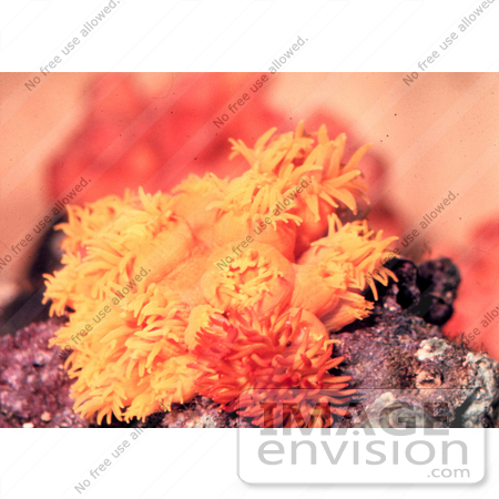 #17605 Picture of an Orange Ahermatypic Coral (Tubastrea sp) by JVPD