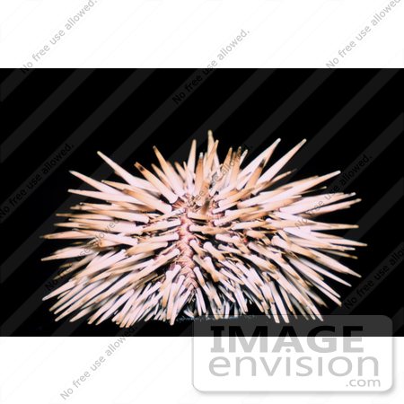 #17608 Picture of a Rock Boring Sea Urchin (Echinometra mathaei) by JVPD