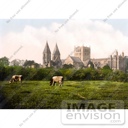 #17782 Photo of Cows Grazing Near Southwell Minster and cathedral, Southwell, Nottinghamshire, England by JVPD