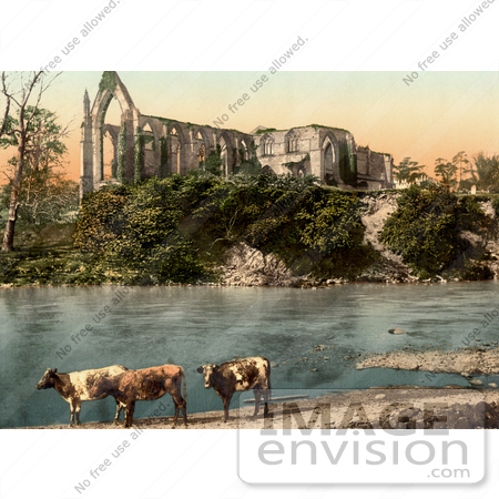 #17793 Photo of Three Cows on the Shore of River Wharfe in Front of the Ruins of Bolton Abbey by JVPD