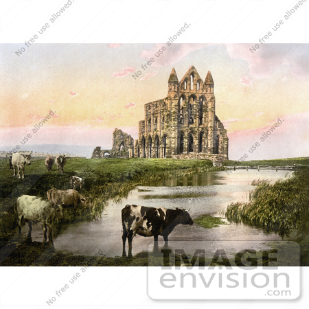 #17806 Photo of Cows Grazing Near the Pond at Sunset at Whitby Abbey in Yorkshire, England by JVPD