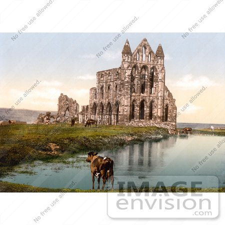 #17812 Photo of Cows and Horses Grazing at Whitby Abbey in Yorkshire, England by JVPD