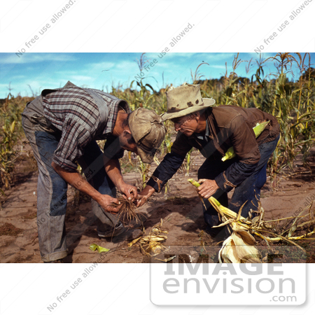 #17858 Photo of Two Male Farmers Inspecting Corn Roots During a Harvest by JVPD