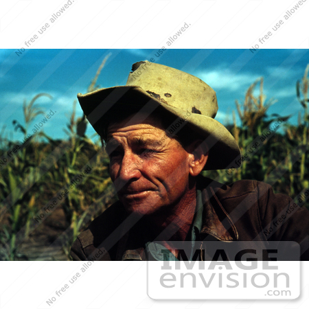 #17860 Photo of a Male Farmer in a Corn Crop by JVPD