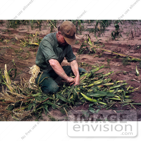 #17864 Photo of a Male Farmer Tying Harvested Corn Into Bundles by JVPD