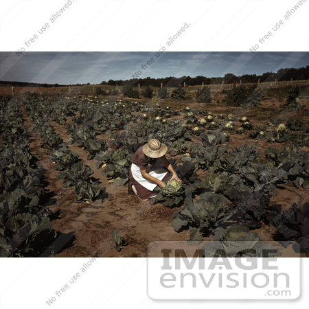 #17865 Photo of a Female Farmer Cutting Cabbage in a Crop by JVPD