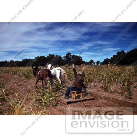 #17878 Photo of Farmers Riding on a Horse Drawn Tool While Harvesting Corn by JVPD