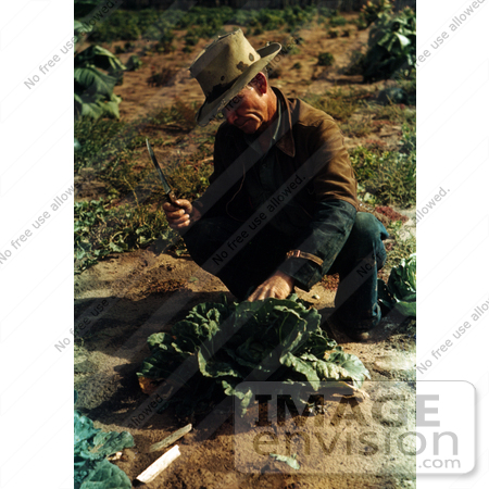 #17882 Photo of a Male Farmer Crouching and Preparing to Cut a Head of Cabbage by JVPD