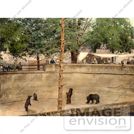 #17928 Picture of Bears in a Pit at a Zoo, Switzerland by JVPD