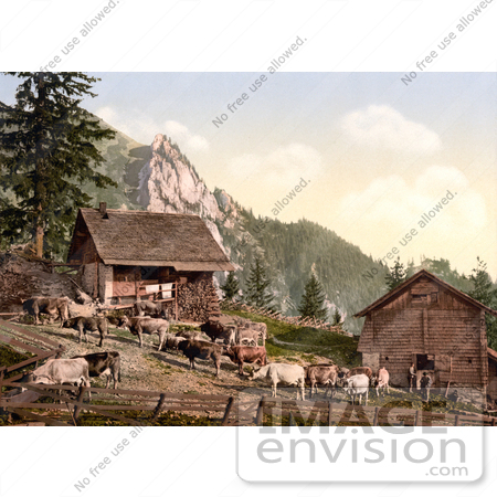 #17935 Picture of Cows on a Farm Near a Barn, Emsigenalp with Sennhutten, Pilatus, Switzerland by JVPD