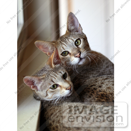 #1794 Picture of Two Savannah Kittens by a Window by Jamie Voetsch