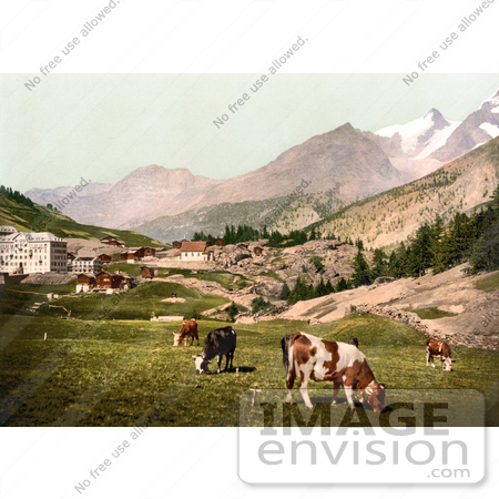 #18014 Picture of Cattle Grazing at the Village of Saas Fee in the Swiss Alps, Valais, Switzerland by JVPD