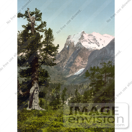 #18185 Photo of a Forest With a View of Wetterhorn Mountain, Bernese Oberland, Switzerland by JVPD