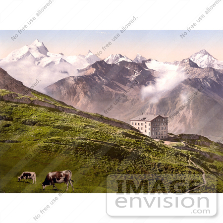 #18188 Photo of Cattle Grazing Near a Building in the Village of Leukerbad, Leuk, Valais, Switzerland by JVPD