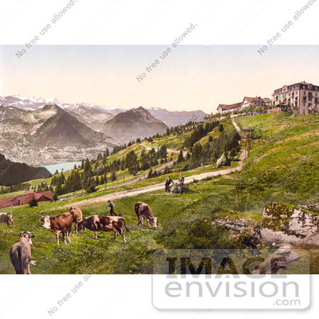 #18349 Photo of Grazing Cows Near Hotels and Railway, Rigi Scheidegg, Rigi, Switzerland by JVPD