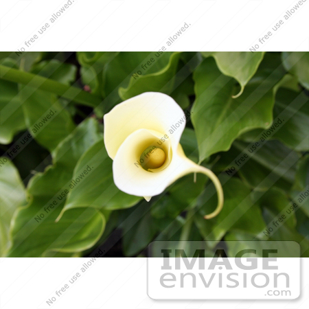 #184 Photograph of an Elegant Calla Lily by Jamie Voetsch
