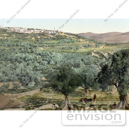 #18400 Photo of the Village of Samaria, Holy Land, Israel by JVPD