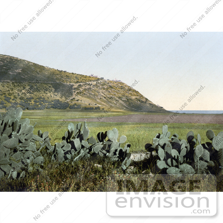 #18418 Photo of Cactus Plants and Mount Carmel, Holy Land, Israel by JVPD