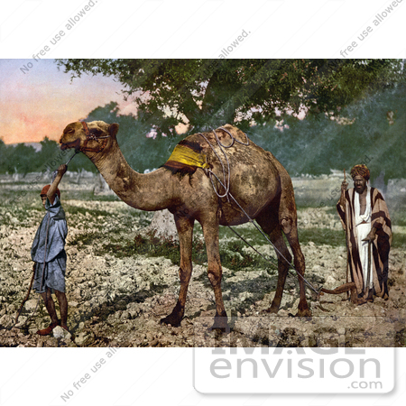 #18421 Photo of Men With a Camel, Plain of Esdraelon, Holy Land, Plain of Jezreel, Israel by JVPD
